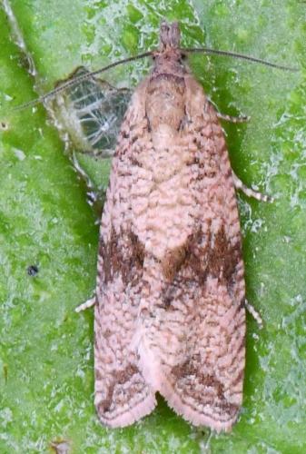 Réf. 304 080 : Celypha striana